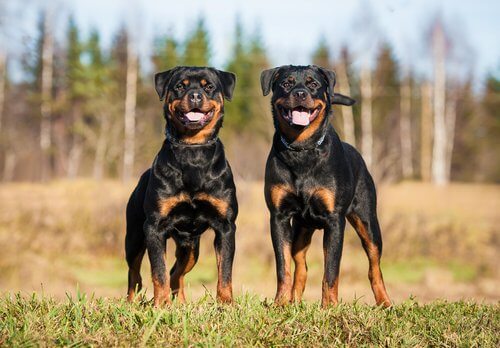 Traits and Personality of the Rottweiler My Animals