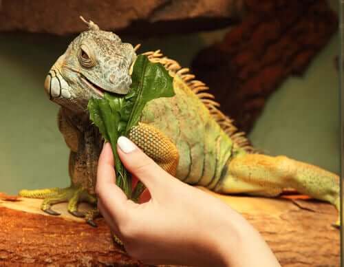 Green Iguanas What Do They Eat? My Animals