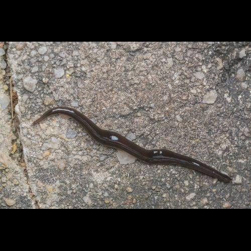 Hermaphrodite Animals in the Invertebrate World My Animals