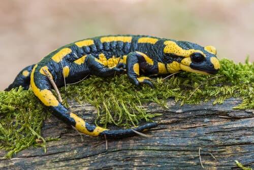 Salamanders and Lizards: Everything About These Animals - My Animals