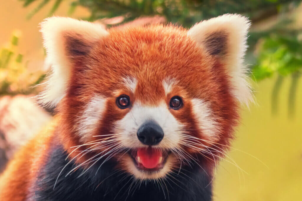 The Behavior of the Red Panda My Animals