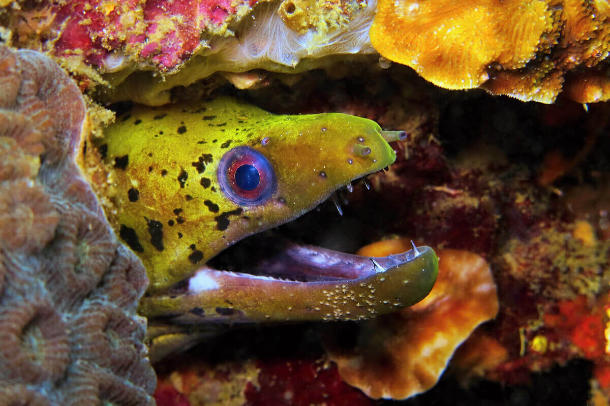 Moray Eels and Their Incredible Pharyngeal Jaws My Animals