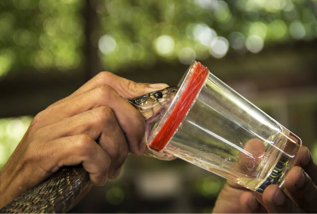 Discover the Power of Poisons as Medicines My Animals