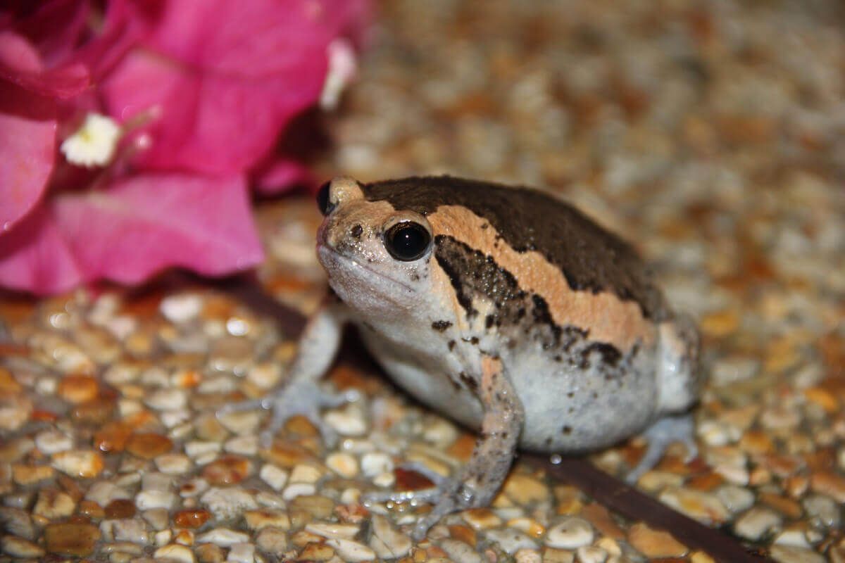 Captive Care of the Banded Bullfrog My Animals