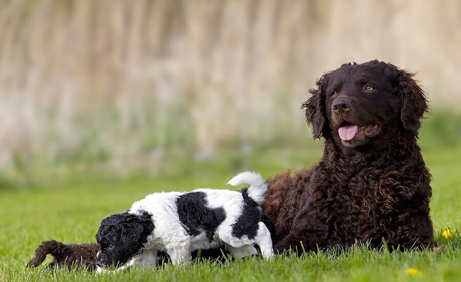 Strabismus in Dogs Causes and Treatment My Animals