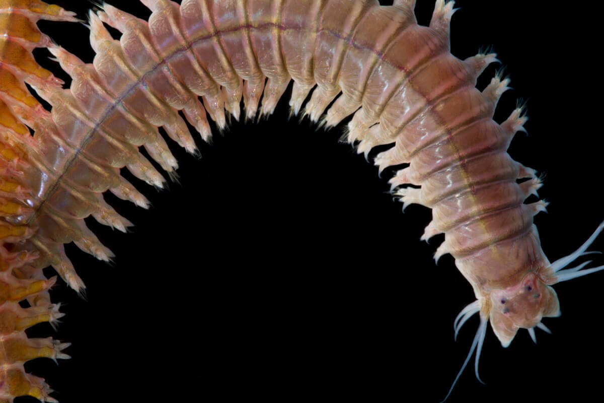 Discover How Worms Reproduce Invertebrates My Animals