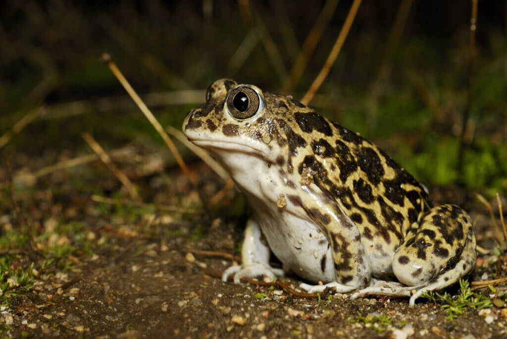 4 Species of Poisonous Toads My Animals