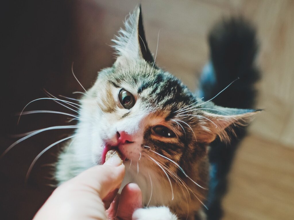 Do Cats Age The Same Way As Dogs