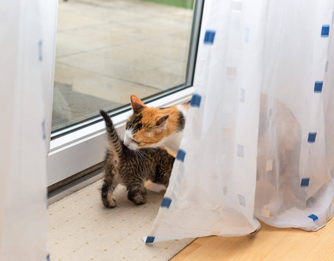 Why Do Cats Sniff Their Anus?