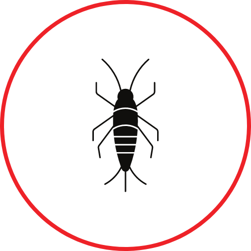 Pest Control Huntsville AL A Plus Pest Control Termite Control