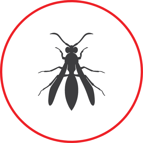 Pest Control Huntsville AL A Plus Pest Control Termite Control