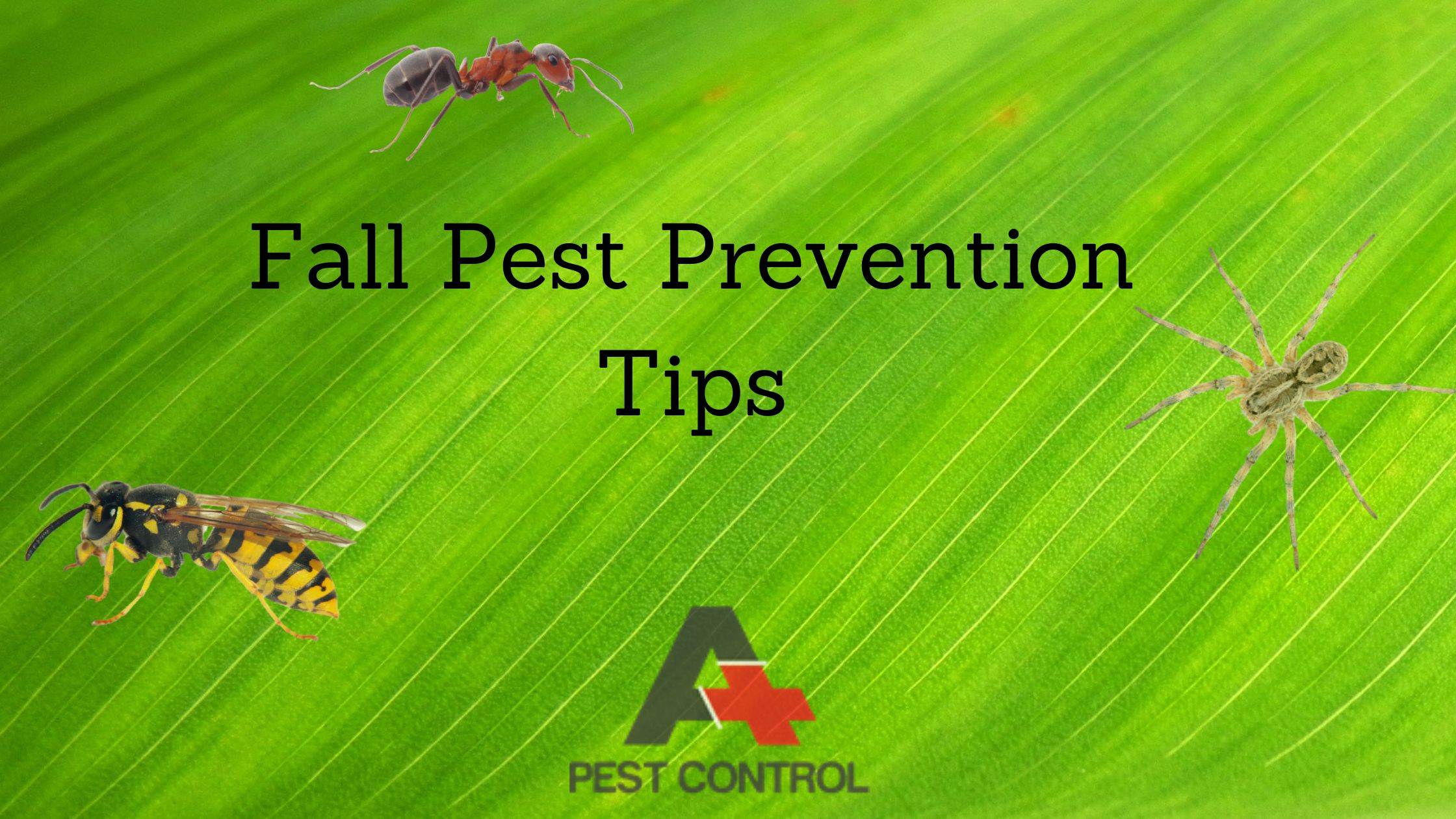 Fall Pest Prevention Tips A Plus Pest Control