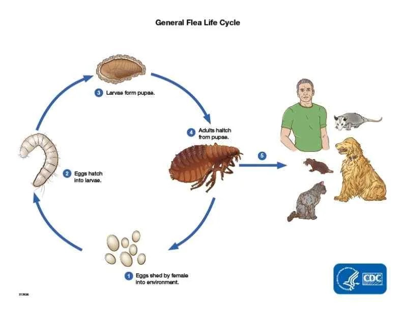 The Life Cycle of Fleas From Egg to Adult Guide]