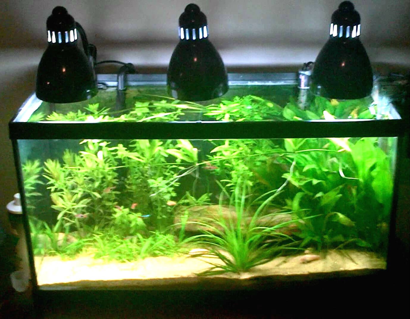 Planted Tank Lighting FAQ Aquatic Essentials by MyAquarium
