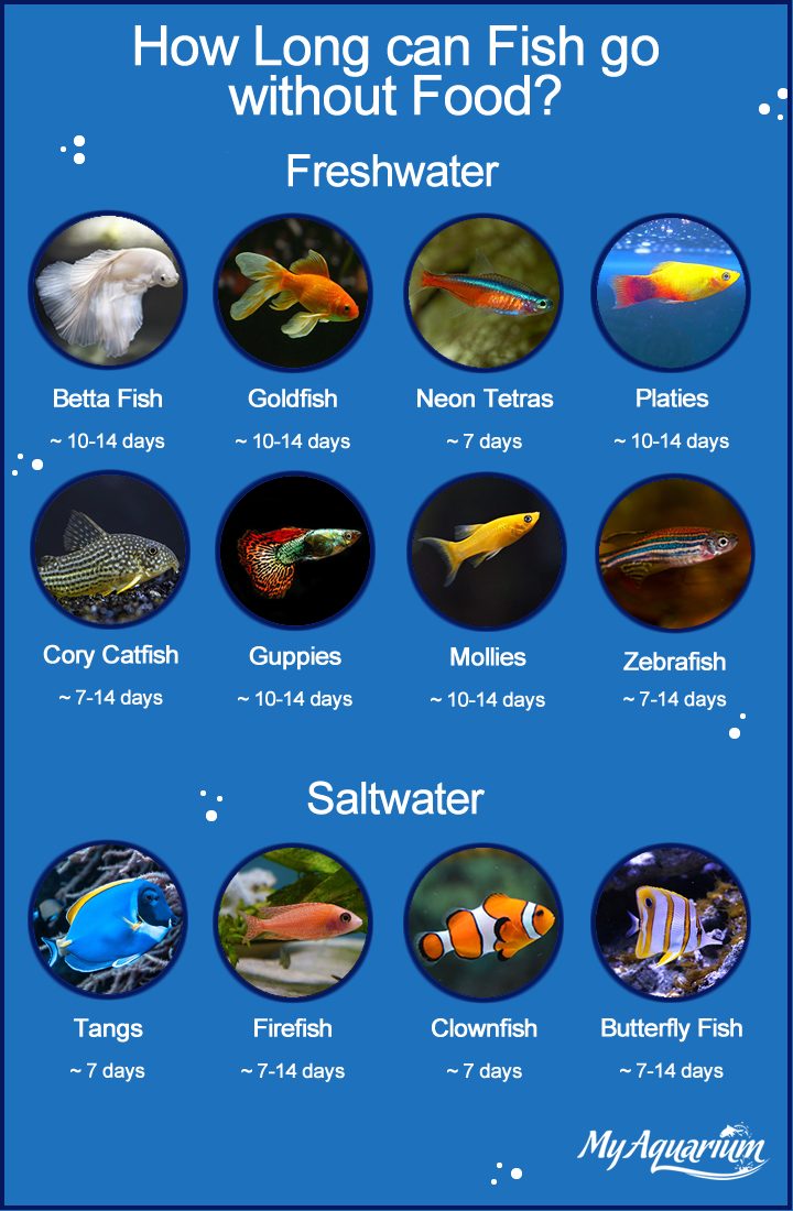 How Long can Fish go without Food? MyAquarium