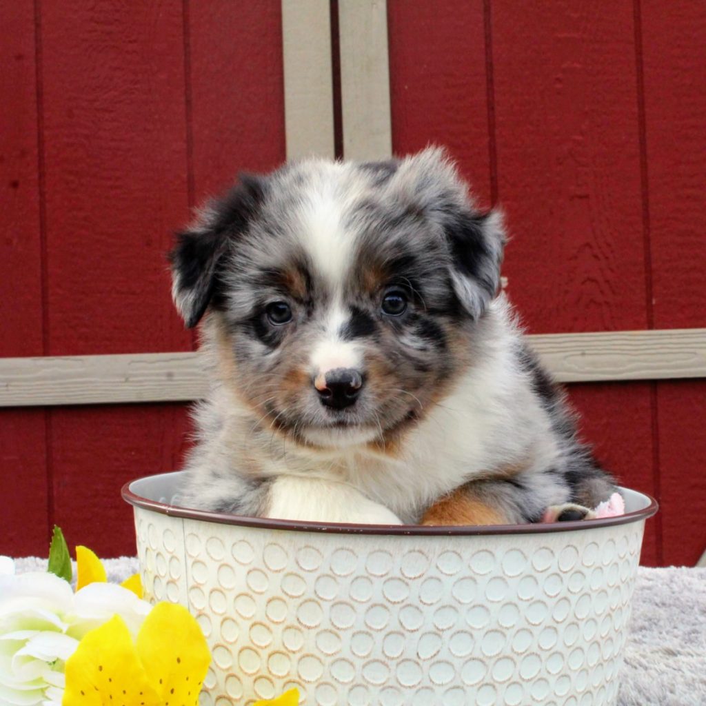 Australian Shepherd Puppies For Sale In New Jersey My Aussie Pups