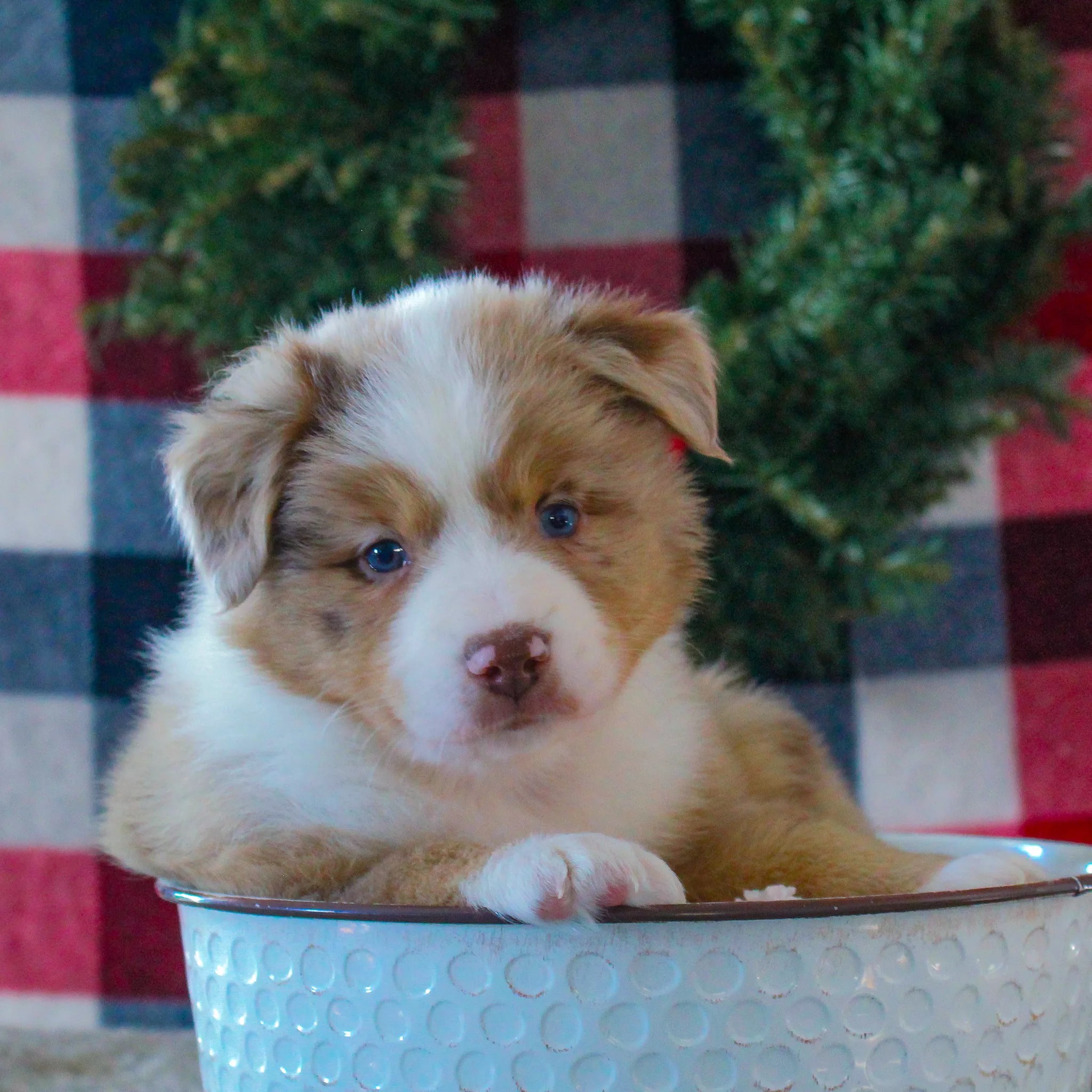 Mini Australian Shepherd My Aussie Pups