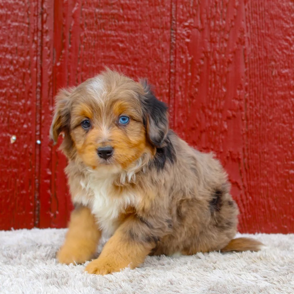 Baxter My Aussie Pups