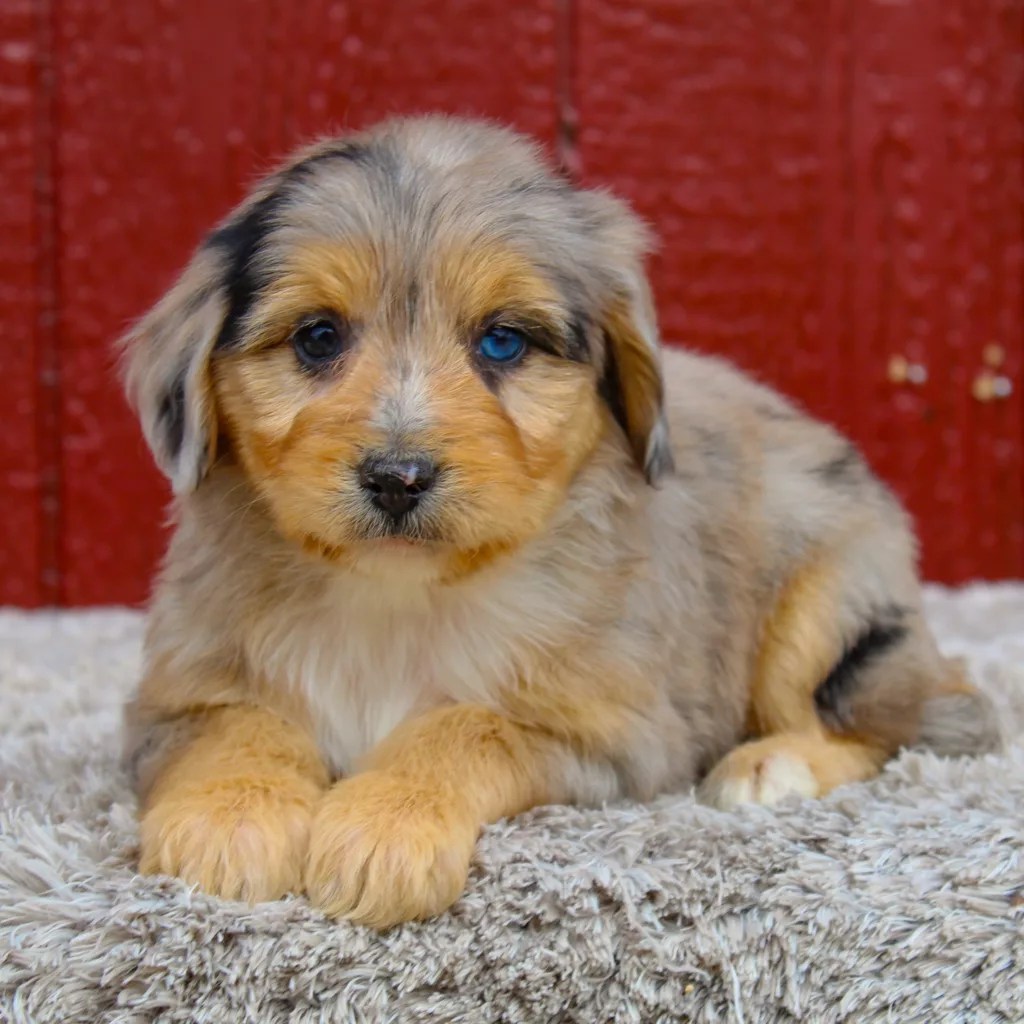 Bluey My Aussie Pups