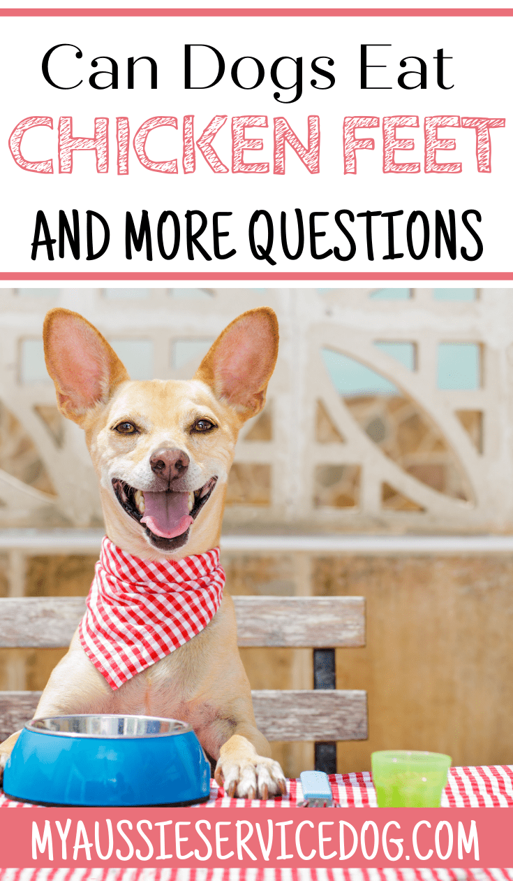 Crazy Things People Search for Can Dogs Eat Chicken Feet and More