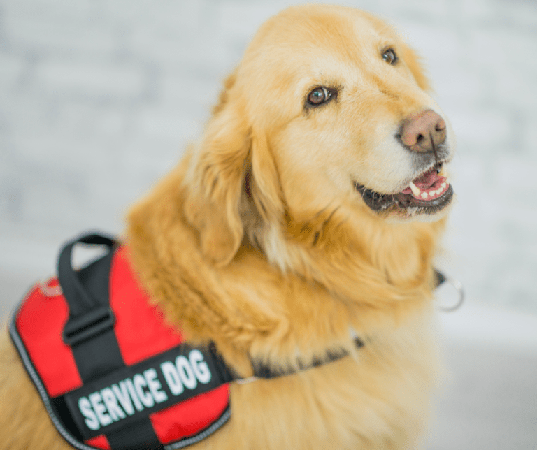 Migraine Alert Dog Everything You Need to Know My Aussie Service Dog