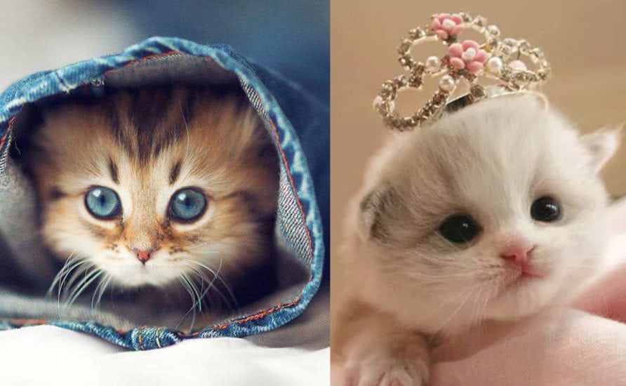Kitten Care MustKnow Tips for Raising Kittens
