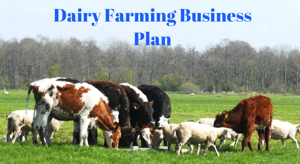 Dairy Farm Business Plan In India