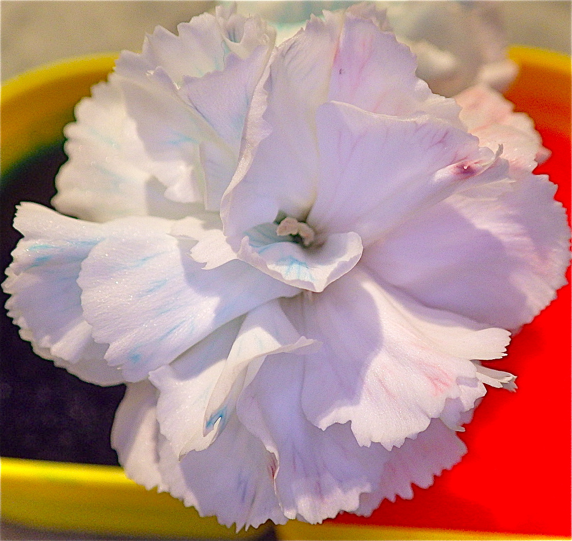 How to Dye Real Flowers a Million Colours Nanny Anita My Baba