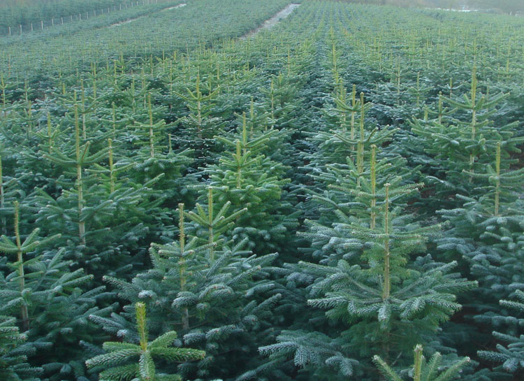 Pick Your Own Christmas Tree London And Beyond