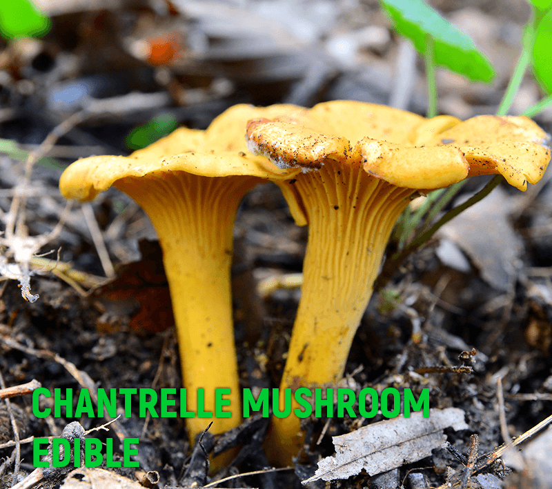 falsegilled mushrooms of Northwest Ontario myBackyard