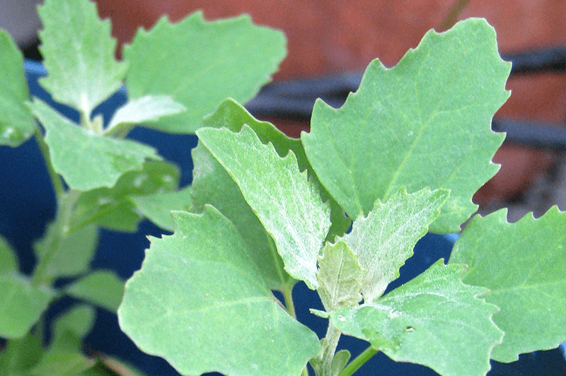 LAMBS QUARTERS myBackyard