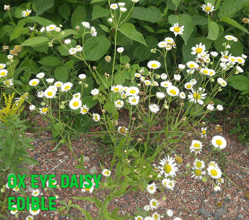 OXEYE DAISY myBackyard