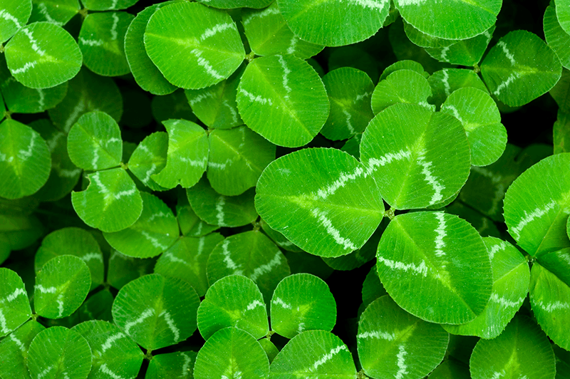 CLOVER (RED) - myBackyard