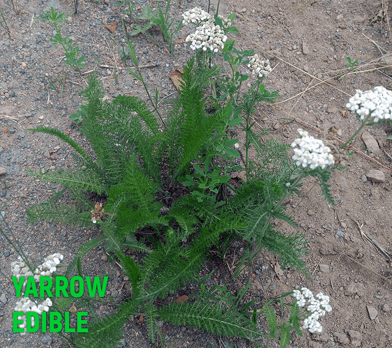 Foraging for Yarrow in Northwest Ontario