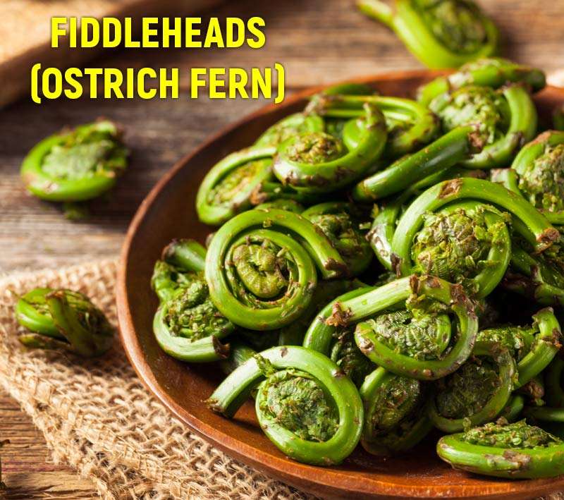 Foraging Fiddleheads A Nutritious Delicious Wild Edible