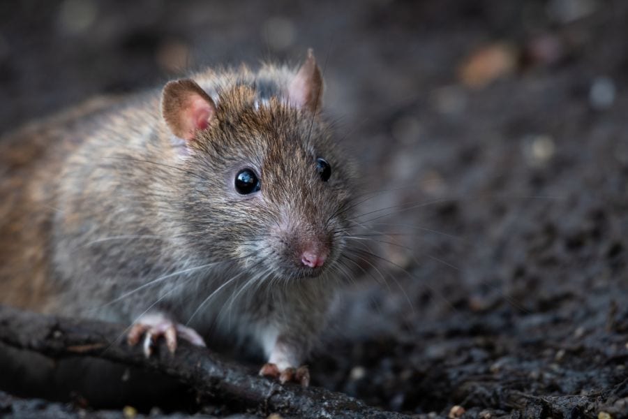 7 Effective Ways to Get Rid of Burrowing Rats (Without Poison) My
