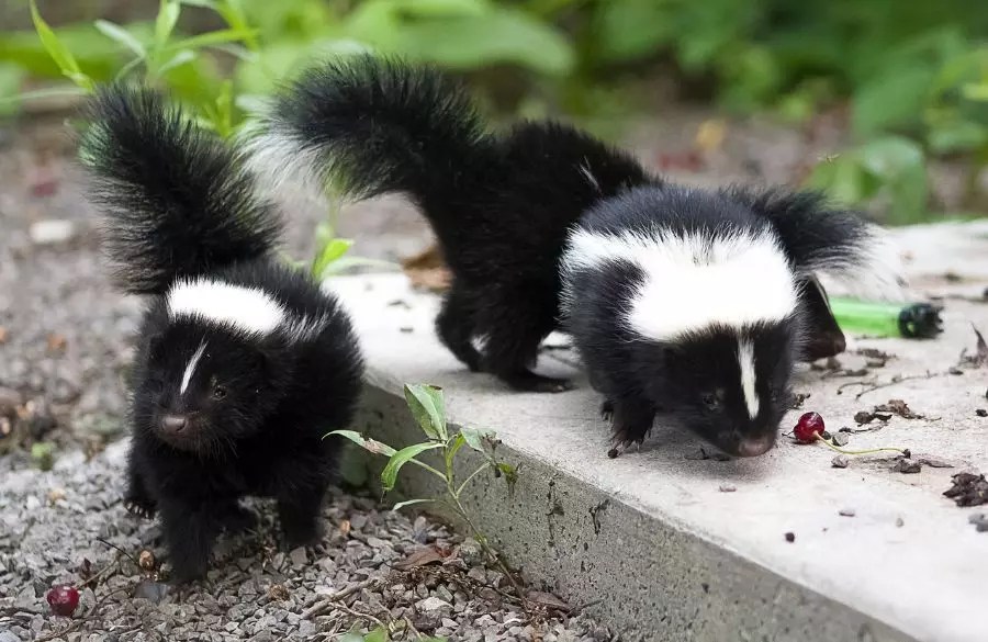 4 Easy Ways to Get Rid of Skunks Under Your Shed My Backyard Life