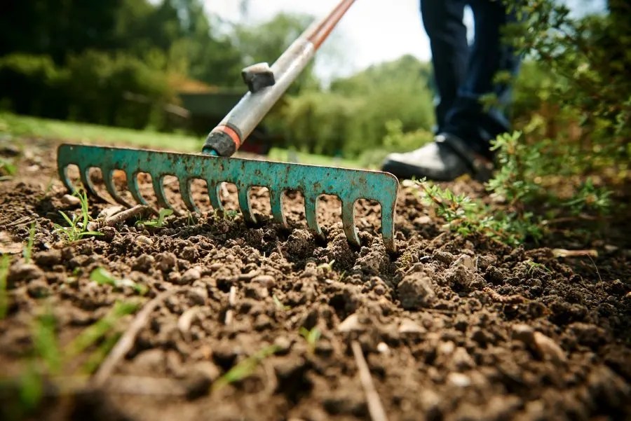 Can I Just Throw Grass Seed Down? (Tips for a Lush Lawn) My Backyard Life
