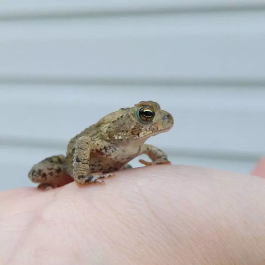Frogs in Your Egress Window? (8 Methods Can Get Rid of Them) My