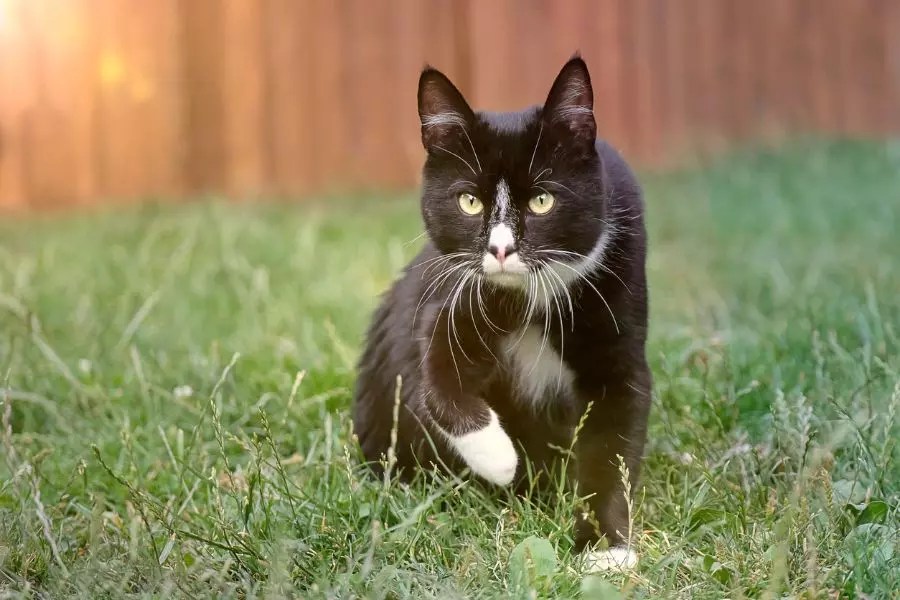 4 Smart Ways to Keep Your Cat in Your Yard My Backyard Life