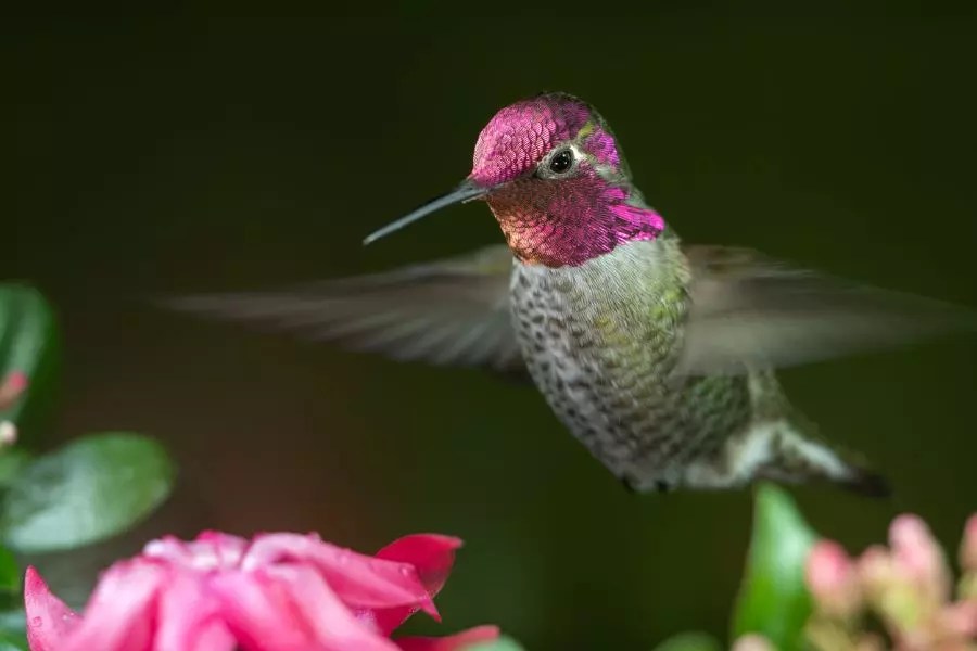 Why Do Hummingbirds Hover Right in Your Face? My Backyard Life