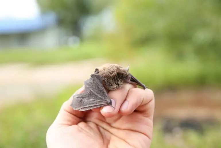 How to Keep Bats From Roosting Under Your Eaves My Backyard Life