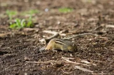 How to Get Rid of Chipmunk Tunnels (11 Effective Methods) - My Backyard