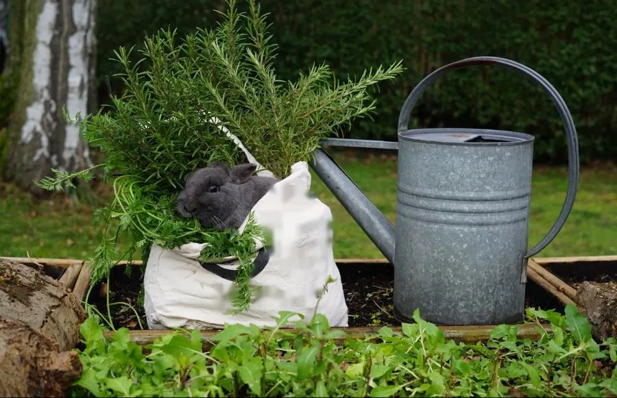 4 Easy Ways to Attract More Rabbits to Your Yard My Backyard Life