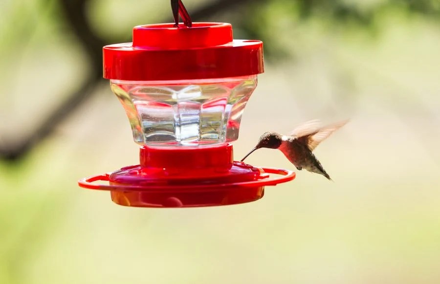 Stop Wasting Nectar! Easy Tips to Make Hummingbird Food Last Longer