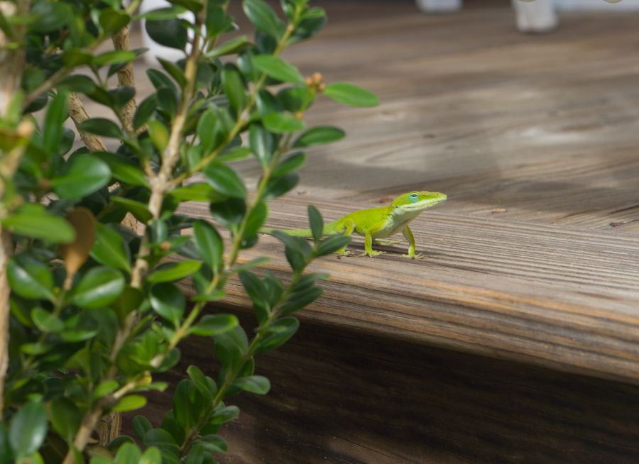 5 Great Ways to Get Rid of Geckos on Your Patio My Backyard Life