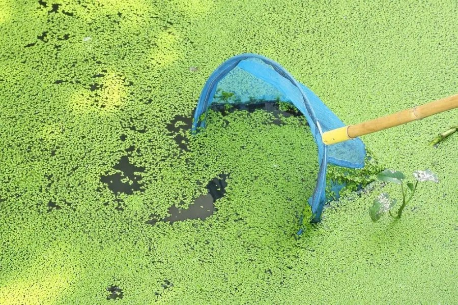 Eek! Leeches in Your Pond? 4 Smart Ways to Get Rid of Them My