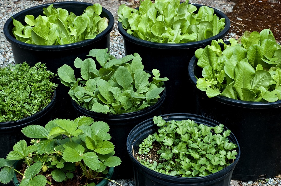Container Gardening for All My Backyard Transformation