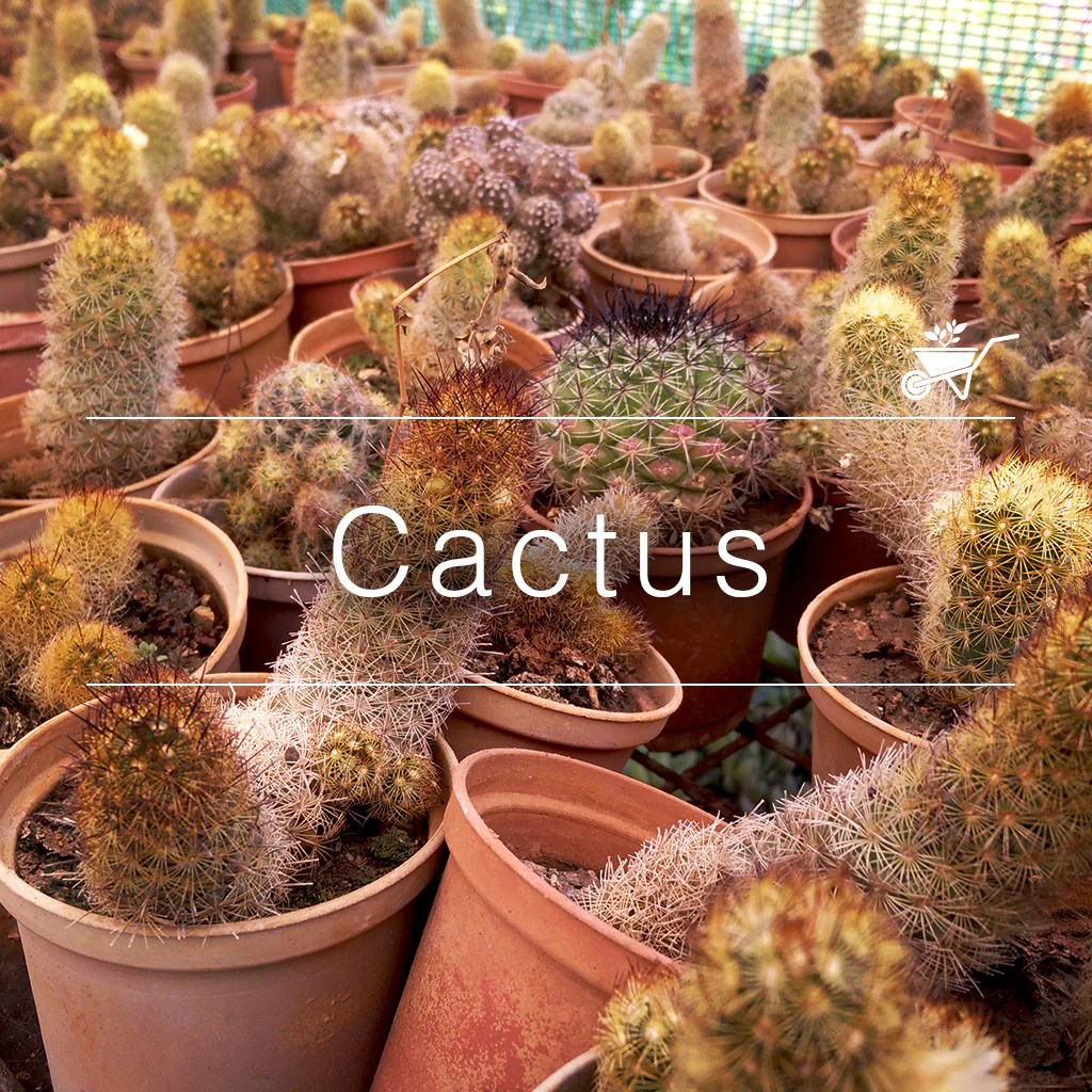 Buy Cactus Plants Online At Best Prices myBageecha