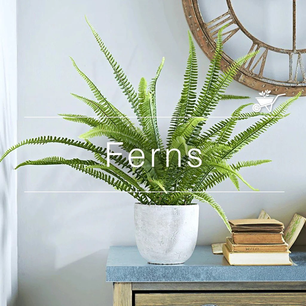 Buy Ferns Online At Best Prices myBageecha